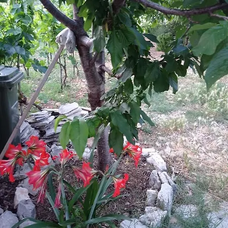 Silvija * Vinišće