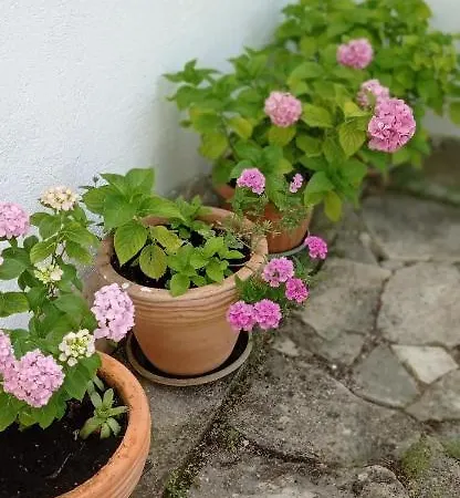 Silvija * Vinisce